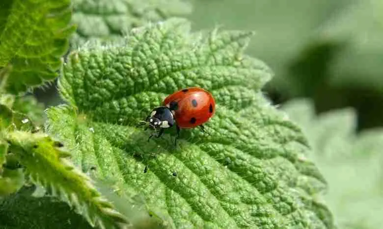 baby ladybug on leaf
