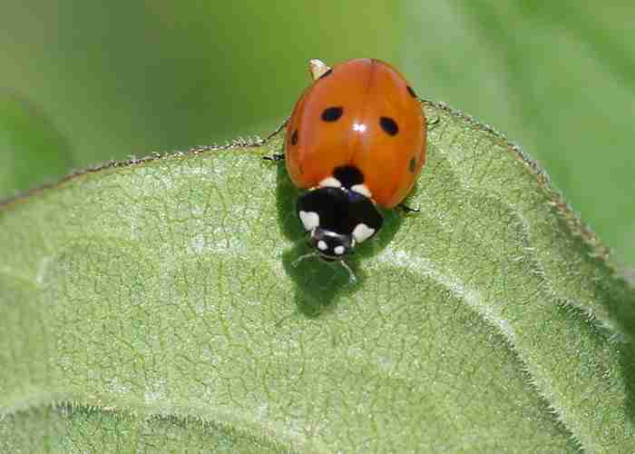 ladybug sitting on a leaf