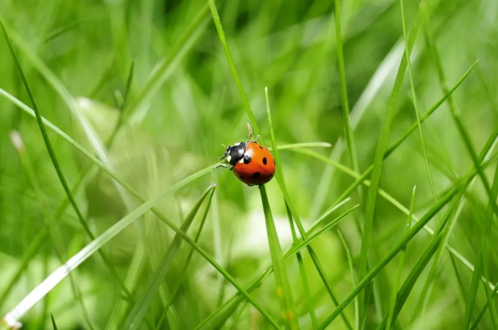 baby ladybug on grass