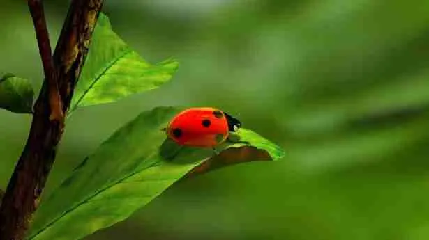 red ladybug on plant