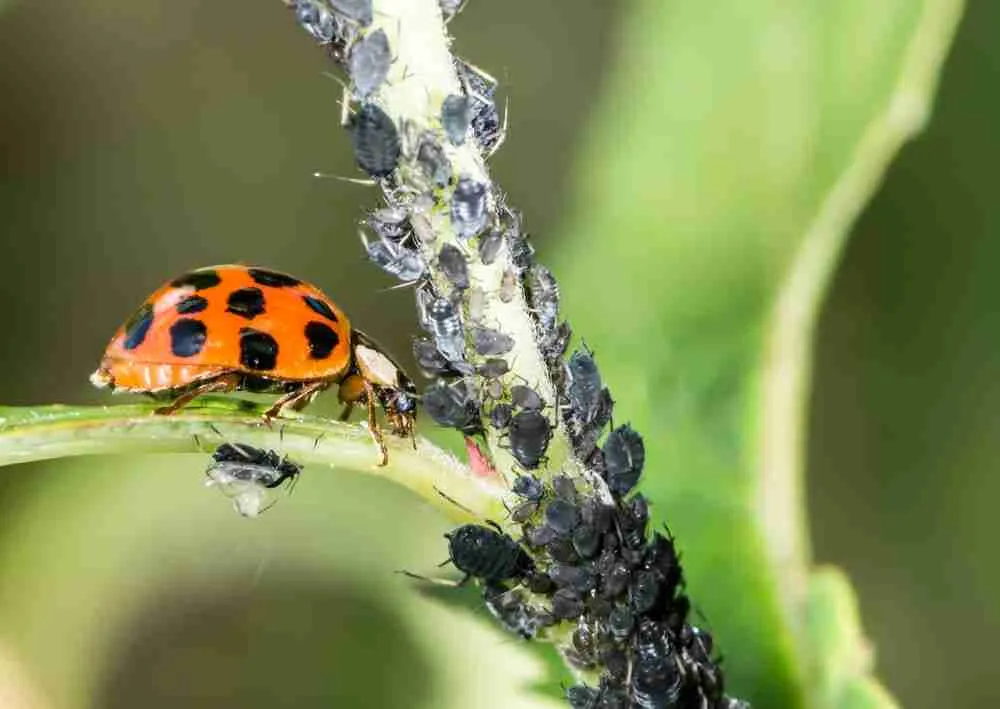 adult ladybug eating aphid