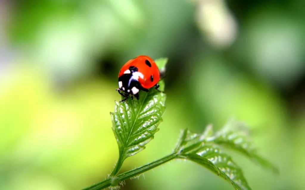 baby ladybug on plant