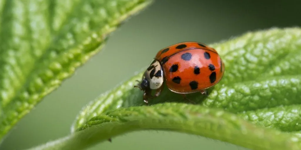 orange ladybug on leaf
