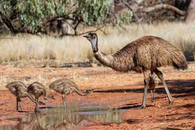 baby emus in the wild