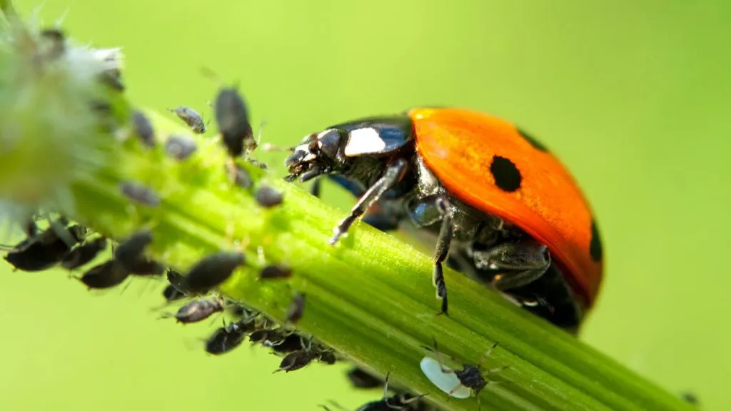 adult ladybug eating aphid