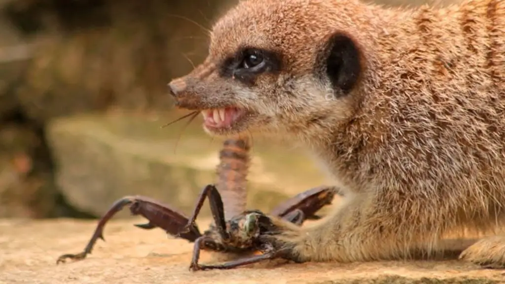 baby meerkats eating scorpion