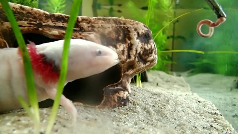 What Worms Do Axolotls Eat?