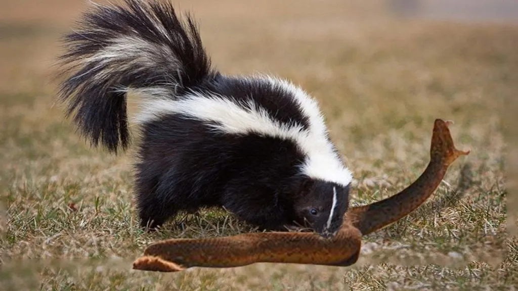 skunk eating snake