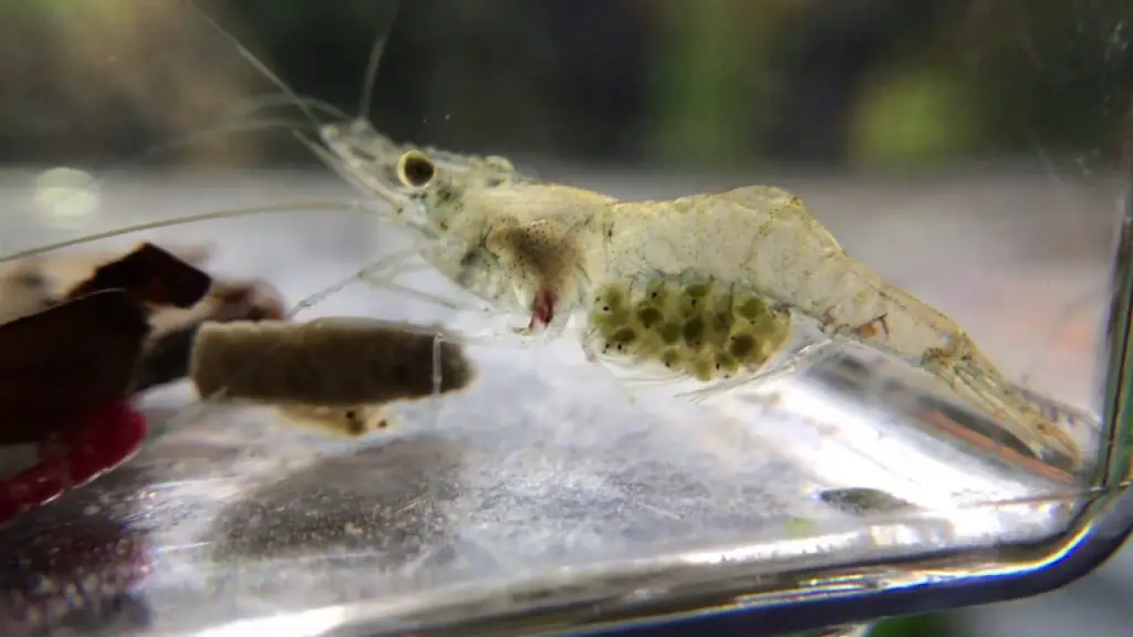 baby ghost shrimp