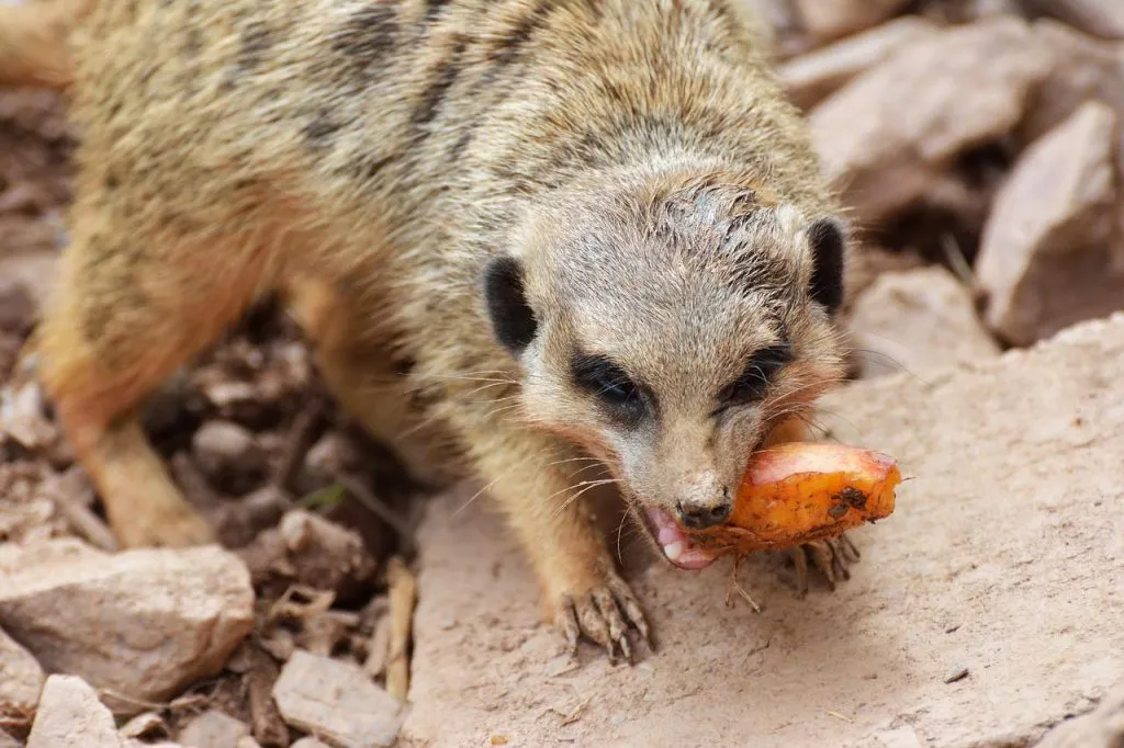 baby meerkats eating vegetable