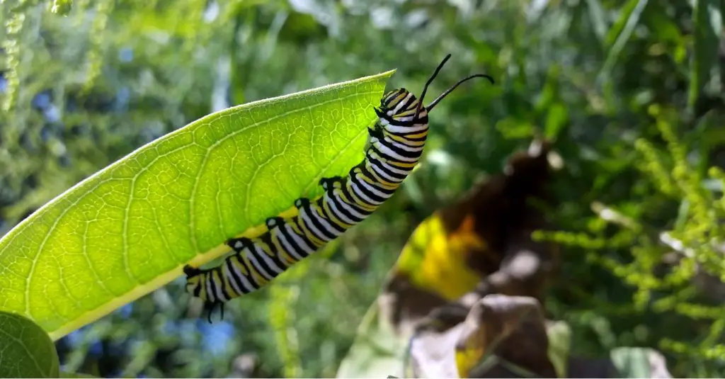 monarch butterfly caterpillar on plant