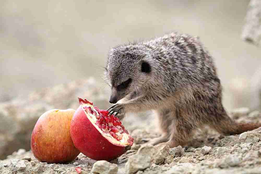 baby meerkats eating pomegranate 