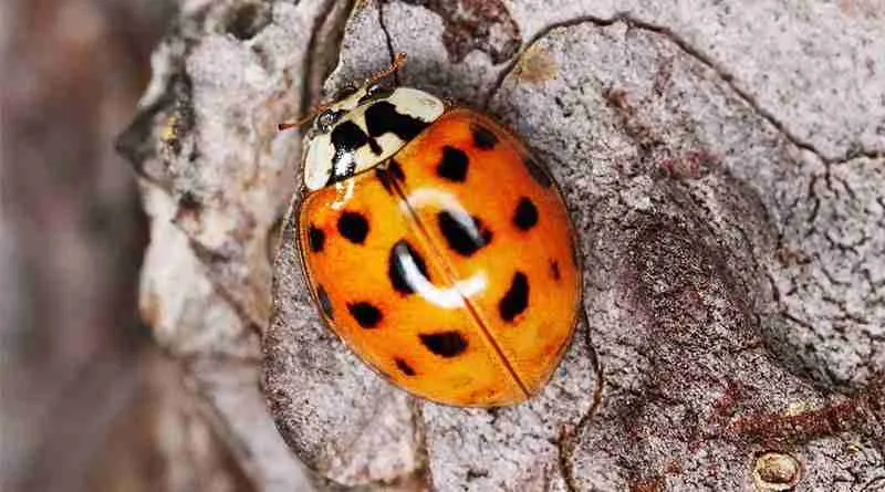 orange ladybug on ground