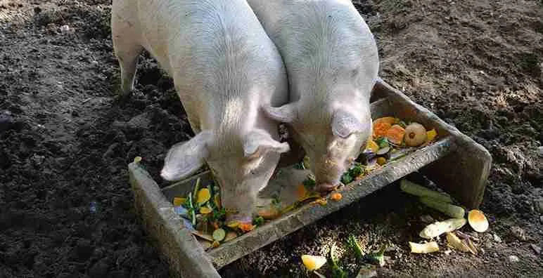 pot belly pigs eating peels of fruits
