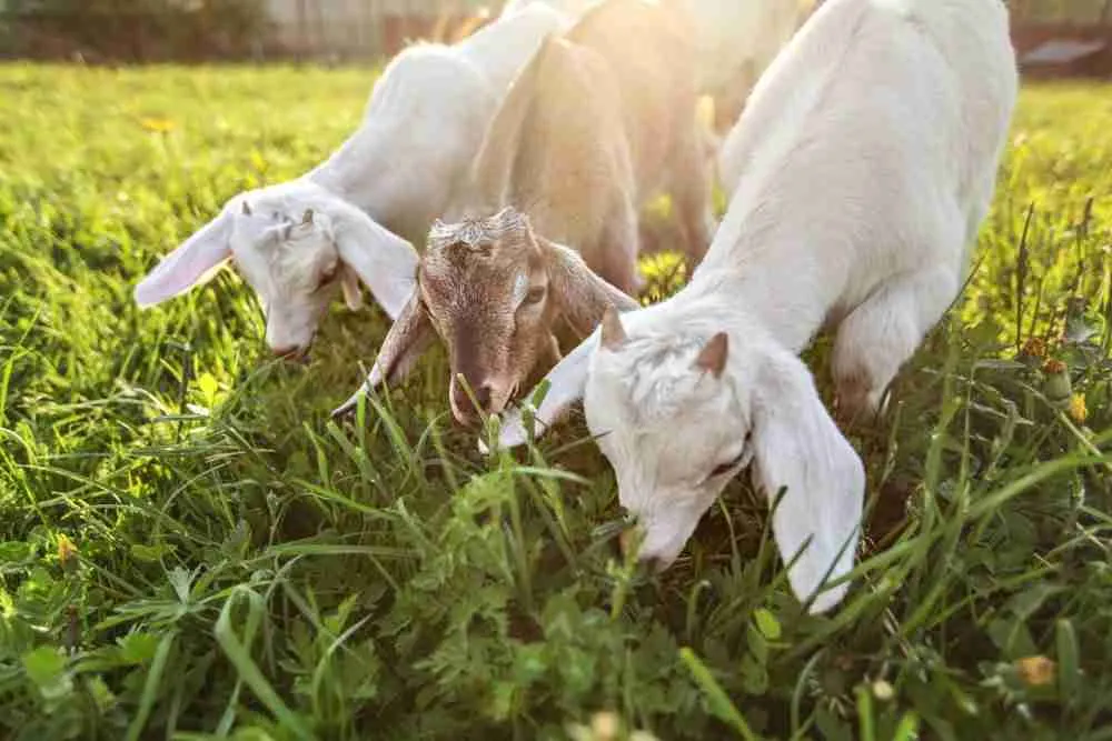 miniature goats eating grass