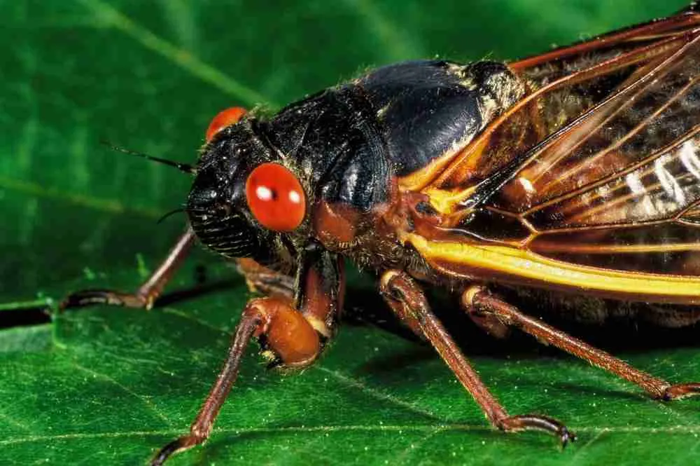 periodical cicada on leaf