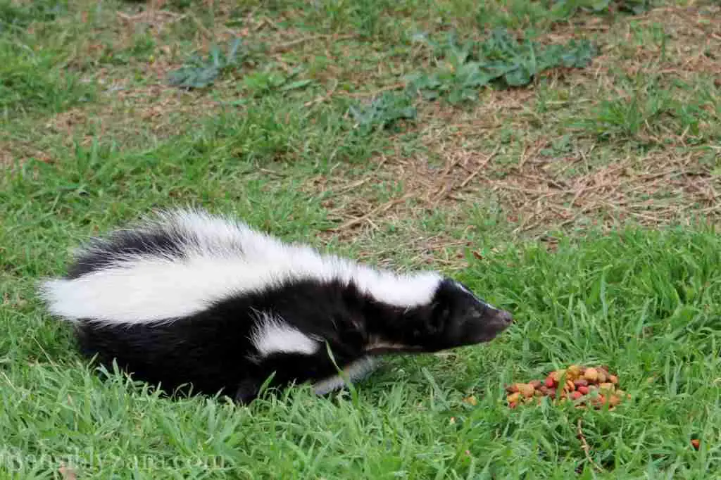 skunk eating fruits