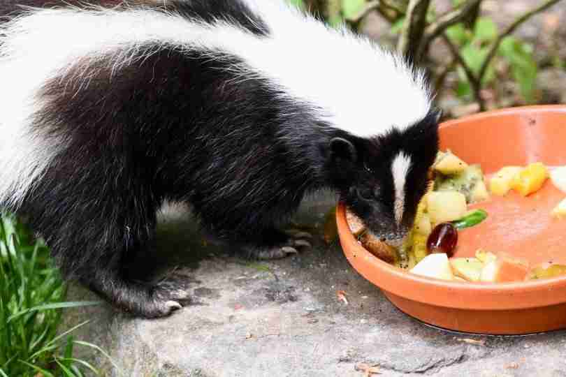 skunk eating fruits in the summer