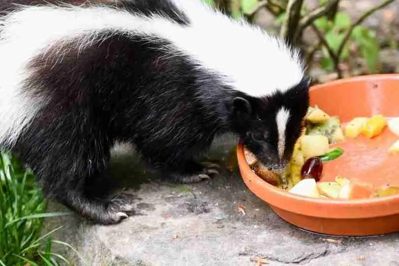 baby skunk eating fruits