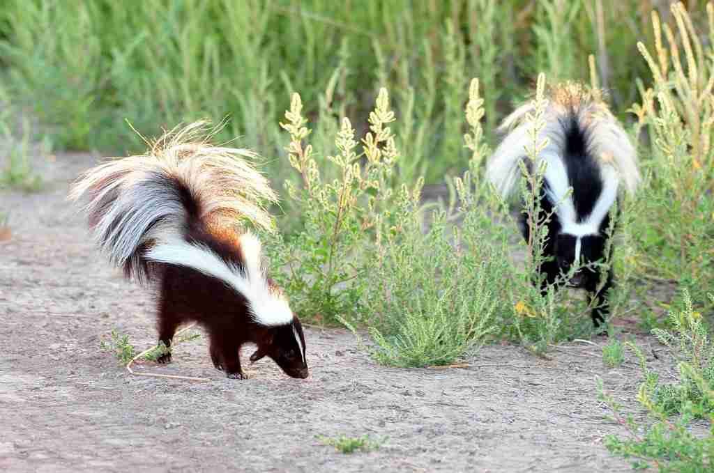 skunks in the wild