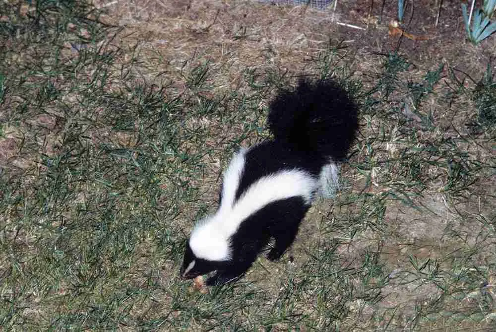 skunk in the forest