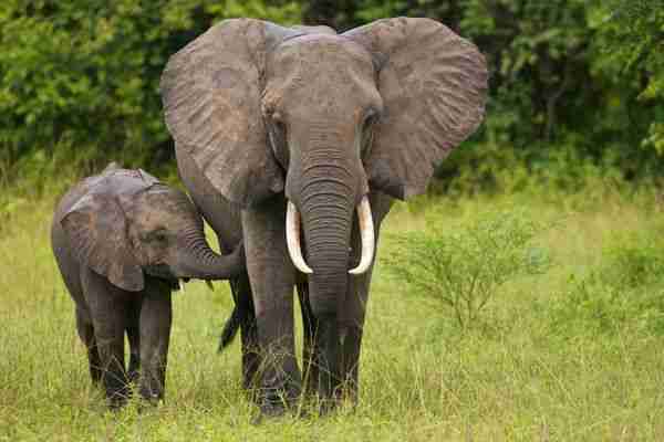 Asian elephant and baby elephant in jungle