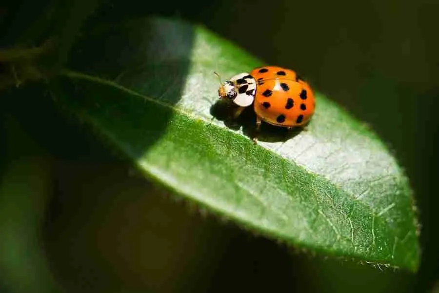 ladybug sitting on plant