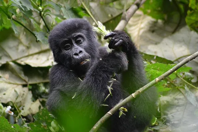 what do baby gorillas eat