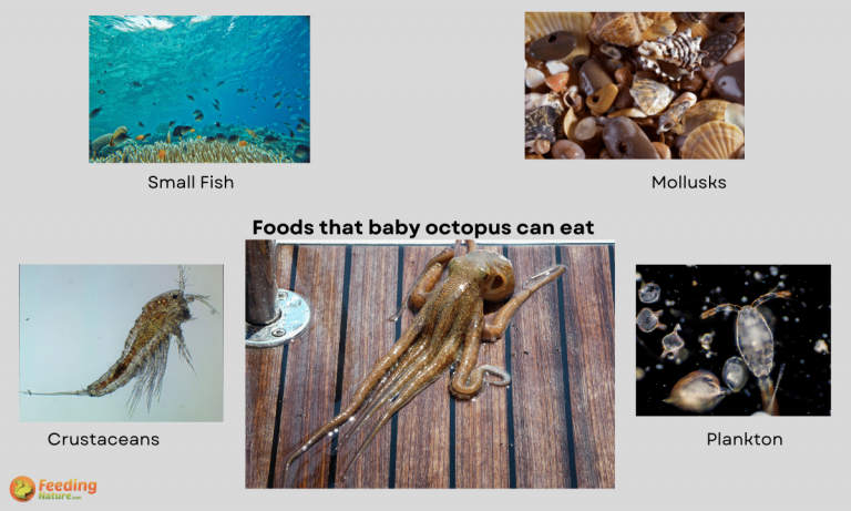 what do baby octopus eat 3
