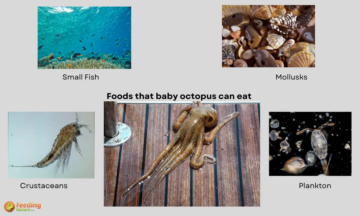 What Do Baby Octopus Eat [10+ Foods They Love]