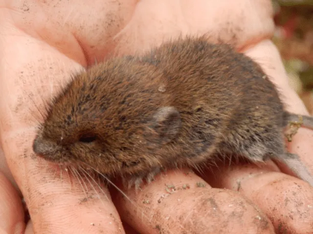 what do baby voles eat