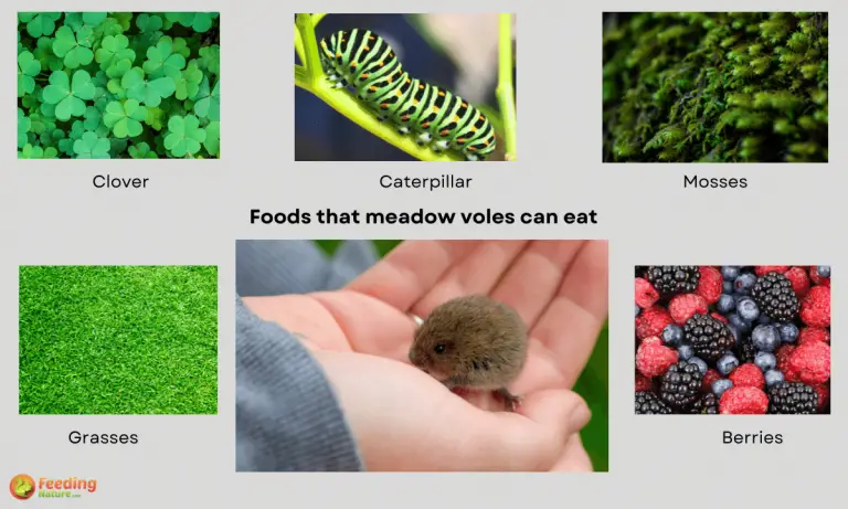 what do baby voles eat