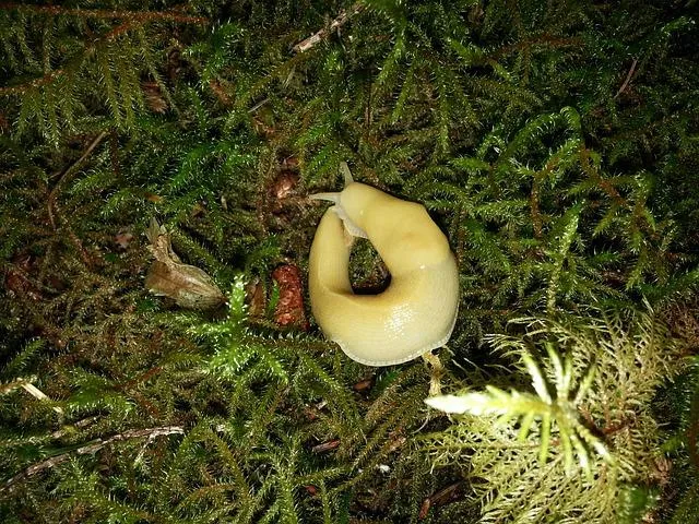 what do banana slugs eat