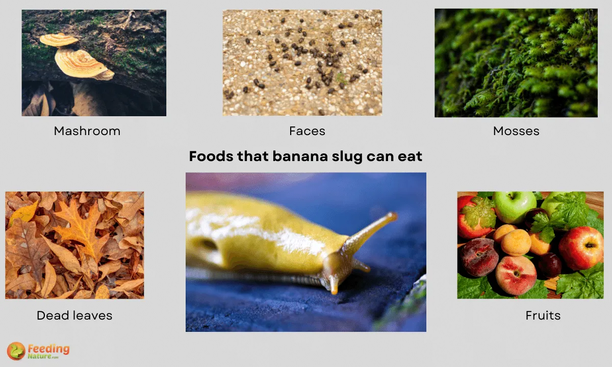 what-do-banana-slugs-eat-10-foods-they-love-feeding-nature