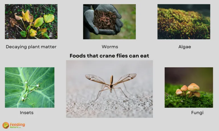 what do crane flies eat