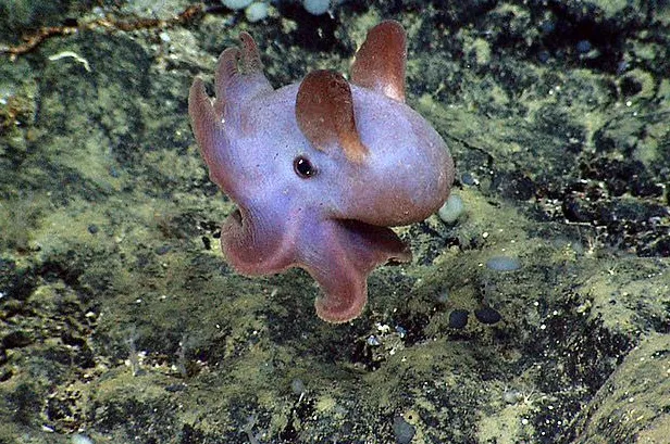 what do dumbo octopus eat