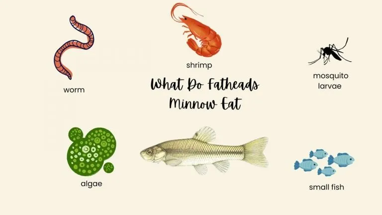 what do fathead minnows eat