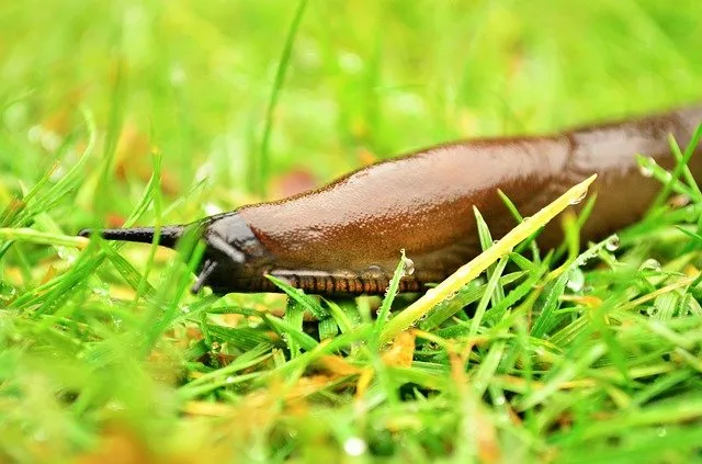 what do garden slugs eat