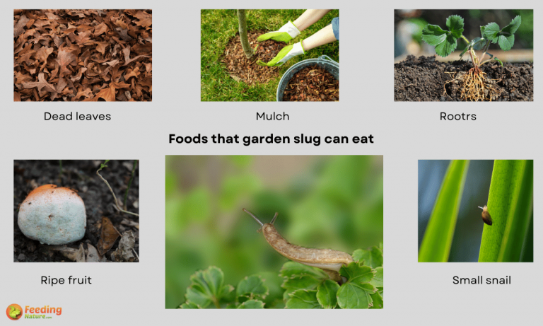 what do garden slugs eat
