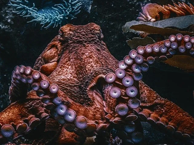 what do giant pacific octopus eat