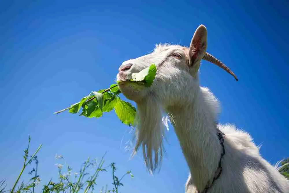pygmy goat eating grass