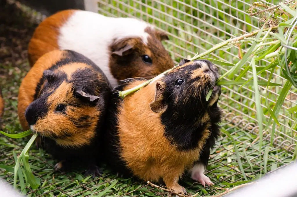 guinea pigs eating hay