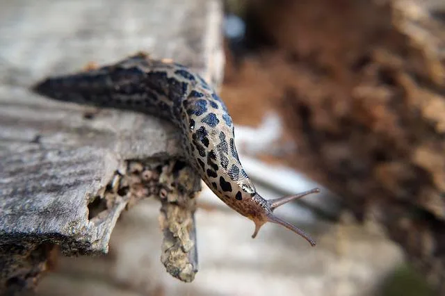 what do leopard slugs eat