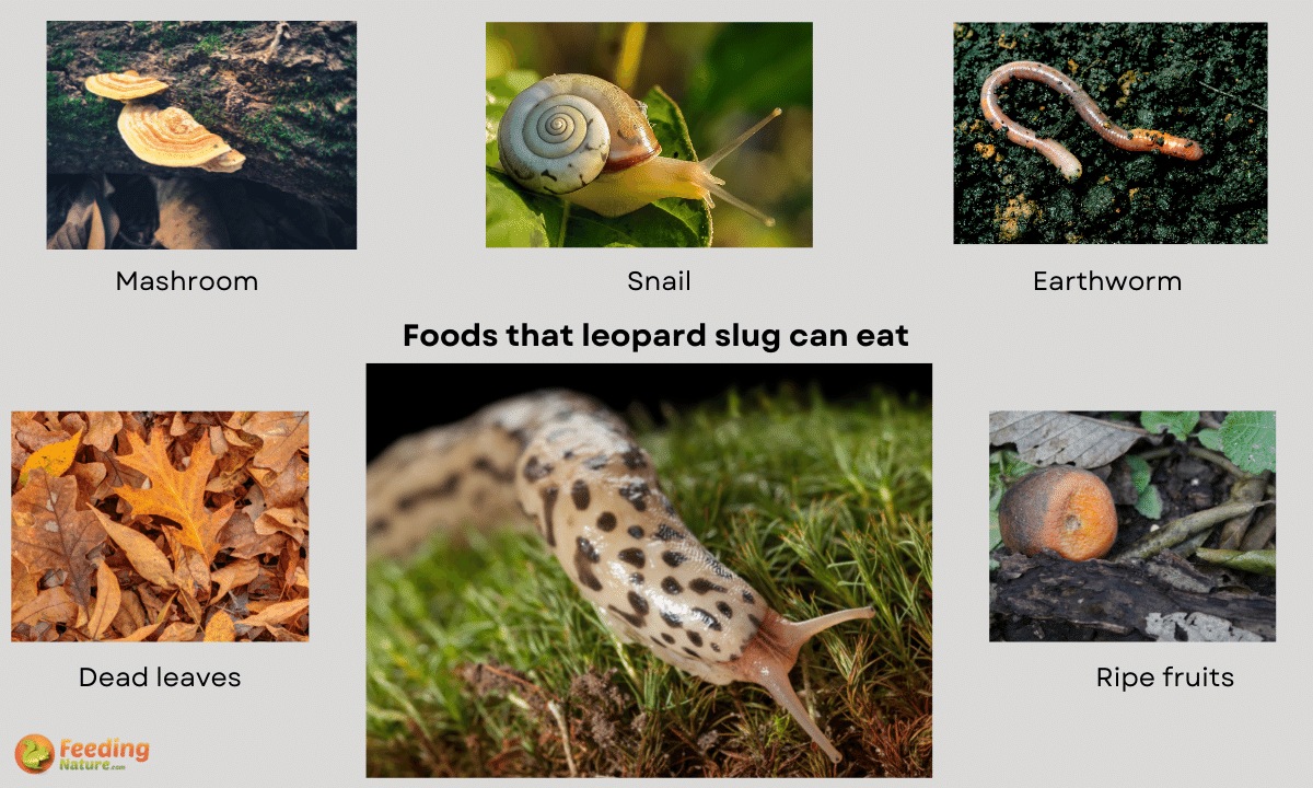 What Do Leopard Slugs Eat [Diet & Facts]