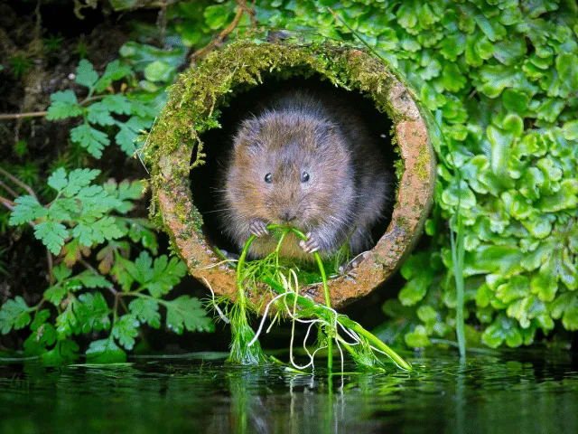 what do meadow voles eat