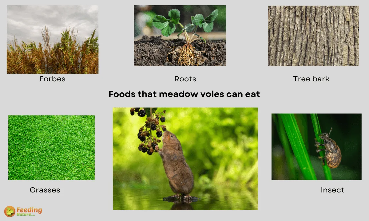 What Do Meadow Voles Eat: 10+ Foods They Like