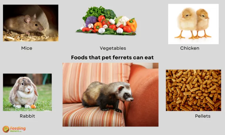 what do pet ferrets eat