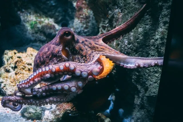 what do pet octopus eat