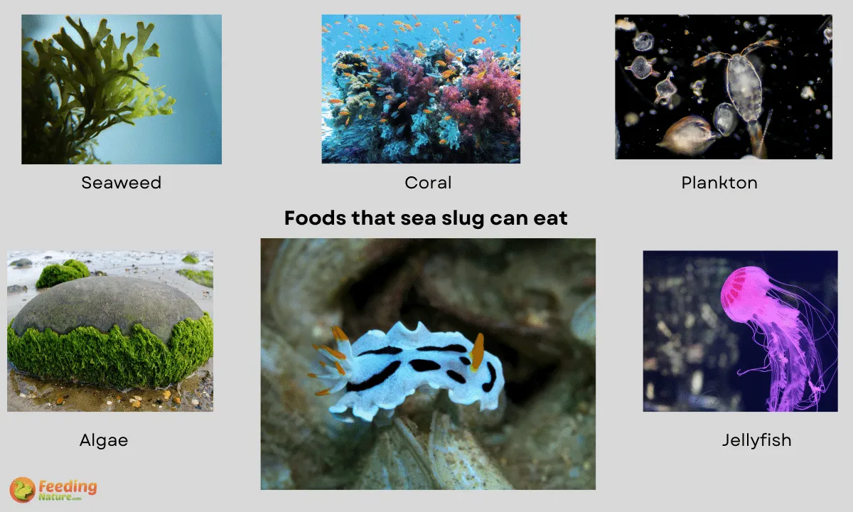 What Do Sea Slugs Eat: 8+ Foods They Eat