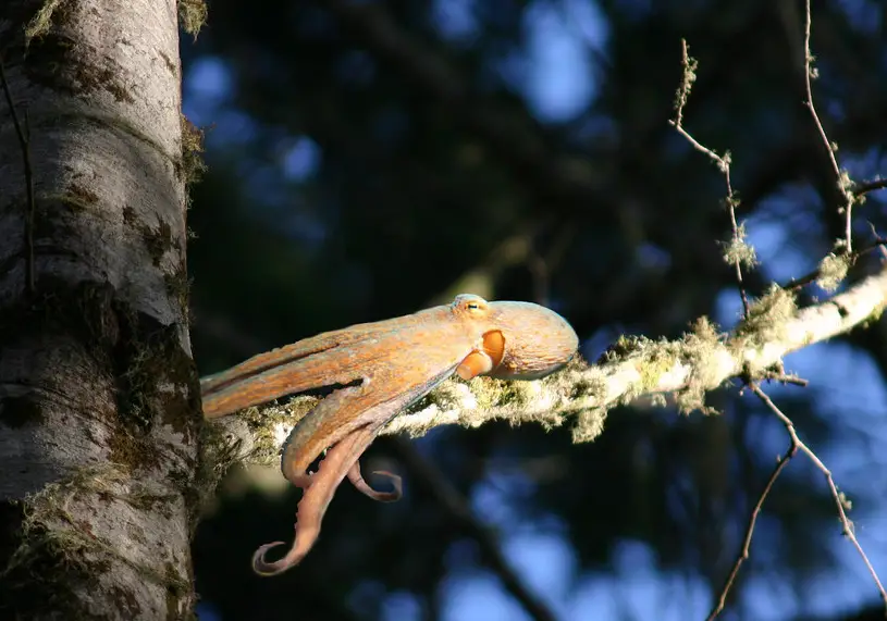what do tree octopus eat